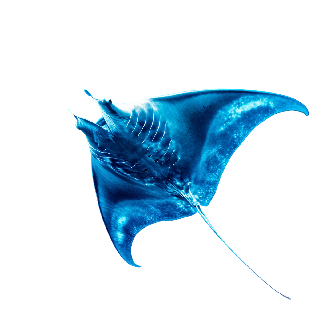 How to Build a Netflix Clone with WordPress: A Comprehensive Guide